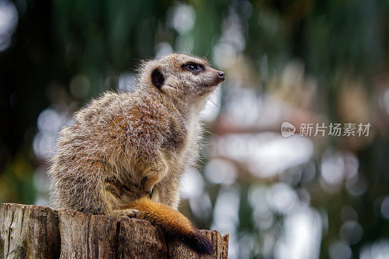 猫鼬（Suricata suricatta）